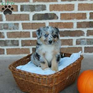 Bethany, Miniature Australian Shepherd Puppy